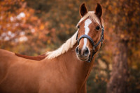 Vente de cheval : Kadence